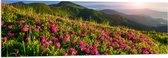 PVC Schuimplaat - Zon Verdwijnend Achter Bergen bij Roze Bloemenveld - 150x50 cm Foto op PVC Schuimplaat (Met Ophangsysteem)