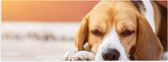 Poster (Mat) - Rustende Beagle Puppy in Oranje Licht - 60x20 cm Foto op Posterpapier met een Matte look