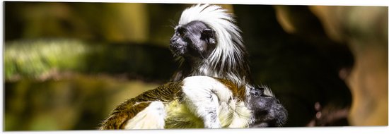 Acrylglas - Marmoset Apen op Boomstronk - 120x40 cm Foto op Acrylglas (Met Ophangsysteem)