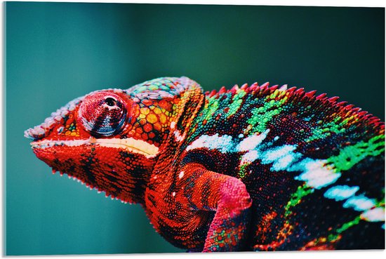 Acrylglas - Omhoogkijkende Kameleon met Groen en Roodkleurige Vacht - 75x50 cm Foto op Acrylglas (Met Ophangsysteem)