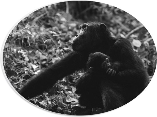 WallClassics - PVC Schuimplaat Ovaal - Chimpansee Moeder met haar Jong (zwart- wit) - 28x21 cm Foto op Ovaal (Met Ophangsysteem)