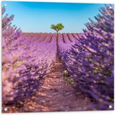 Tuinposter – Pad naar Boom in het Lavendelveld - 80x80 cm Foto op Tuinposter (wanddecoratie voor buiten en binnen)