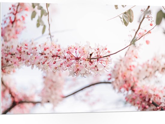 PVC Schuimplaat - Roze Bloesem aan Tak van Bomen op Lentedag - 105x70 cm Foto op PVC Schuimplaat (Met Ophangsysteem)