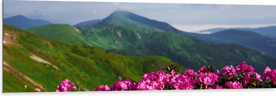 Dibond - Groepje Roze Bloemen op Top van Berg in Berglandschap - 150x50 cm Foto op Aluminium (Met Ophangsysteem)