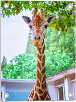Tuinposter – Portret van Giraffe met Lange Nek onder Begroeide Boom - 30x40 cm Foto op Tuinposter (wanddecoratie voor buiten en binnen)