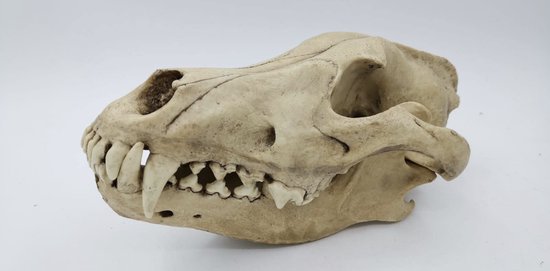 Preparatenshop replica cast schedel Europese wolf