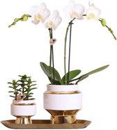 Kolibri Company - Set Orchidée Blanche et Rhipsalis sur Plateau Or