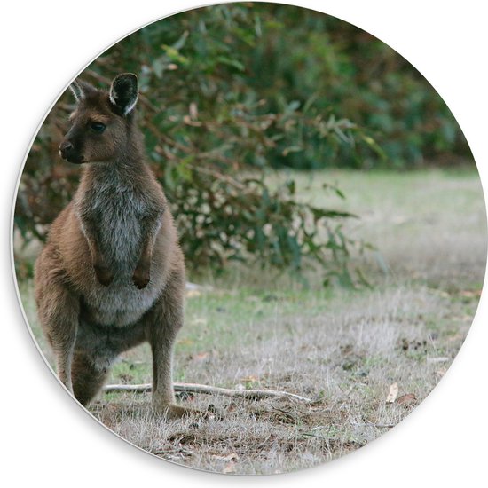 PVC Schuimplaat Muurcirkel - Kangaroo met Poten in de Buidel in Landschap - 50x50 cm Foto op Muurcirkel (met ophangsysteem)