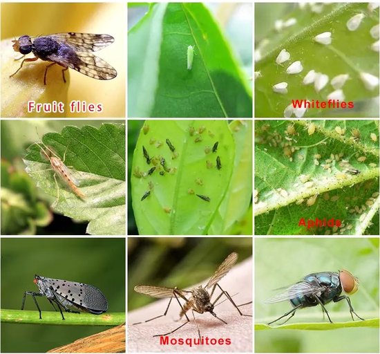 Collage van negen insecten: fruitvlieg, witte vlieg, wantsen, trips, bladluis, gevlekte lantaardndrager, muggen en een vlieg.