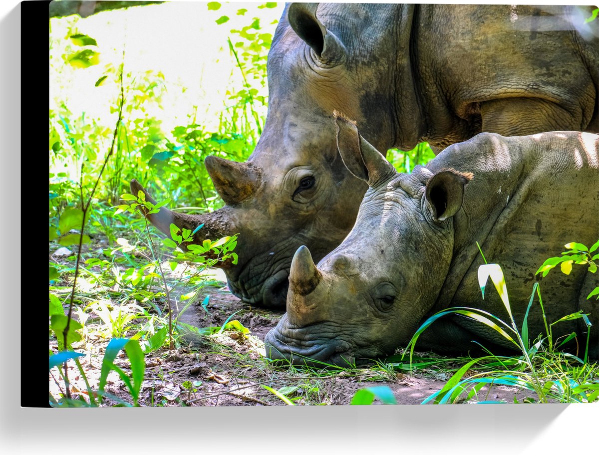 Canvas - Neushoorn met Baby liggend tussen Groene Smalle Planten - 40x30 cm Foto op Canvas Schilderij (Wanddecoratie op Canvas)