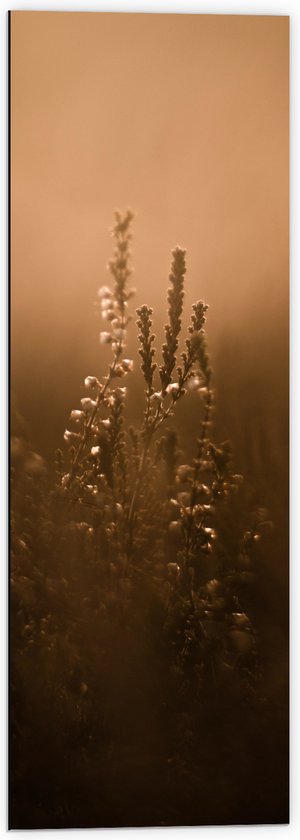 Dibond - Droge Bloemen in het Wazige Zonlicht - 40x120 cm Foto op Aluminium (Wanddecoratie van metaal)