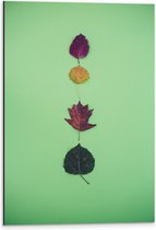Dibond - Verschillende Soorten en Kleuren Bladeren op Groene Achtergrond - 40x60 cm Foto op Aluminium (Met Ophangsysteem)