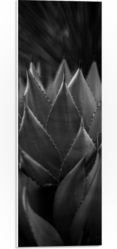 WallClassics - PVC Schuimplaat- Close-up van Agave shawii Plant (zwart/ wit) - 20x60 cm Foto op PVC Schuimplaat