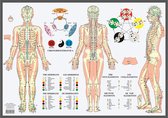 Anatomie poster meridianen en vijf elementen (NL, EN, DU, FR, gelamineerd, A2)