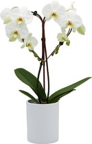 Papicco BASIC CHIC Douglas - Orchidee - Hart - Phalaenopsis - Wit