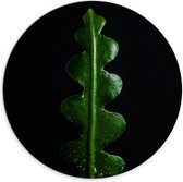 WallClassics - Dibond Muurcirkel - Wikkelvormige Groene Plant - 70x70 cm Foto op Aluminium Muurcirkel (met ophangsysteem)