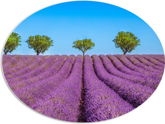 PVC Schuimplaat Ovaal - Lavendel Bloemenveld met Rij Groene Bomen - 96x72 cm Foto op Ovaal (Met Ophangsysteem)
