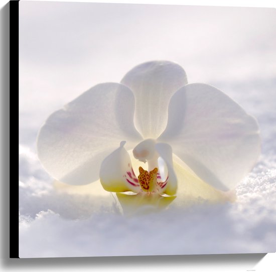 WallClassics - Toile - Orchidée Witte dans la neige Witte - 60x60 cm Tableau sur toile (Décoration murale sur toile)