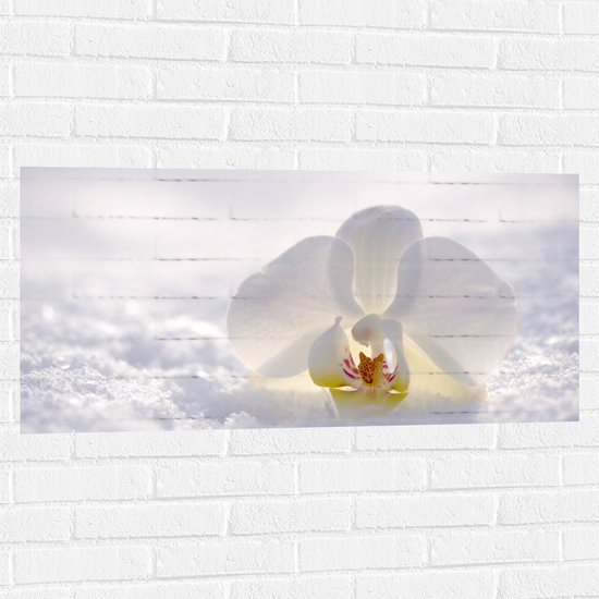 WallClassics - Muursticker - Witte Orchidee in de Witte Sneeuw - 100x50 cm Foto op Muursticker