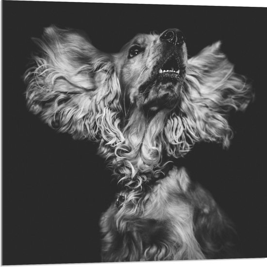 WallClassics - Acrylglas - Hond met Wapperende Grote Oren in het Zwart Wit - 80x80 cm Foto op Acrylglas (Met Ophangsysteem)