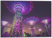 WallClassics - Dibond - Natuurpark in Nacht - Singapore - 40x30 cm Foto op Aluminium (Wanddecoratie van metaal)