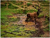 WallClassics - Poster (Mat) - hirsch-5463282 - 40x30 cm Photo sur papier poster aspect mat