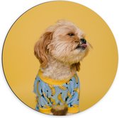 WallClassics - Dibond Muurcirkel - Hond met Trui bij Gele achtergrond - 70x70 cm Foto op Aluminium Muurcirkel (met ophangsysteem)