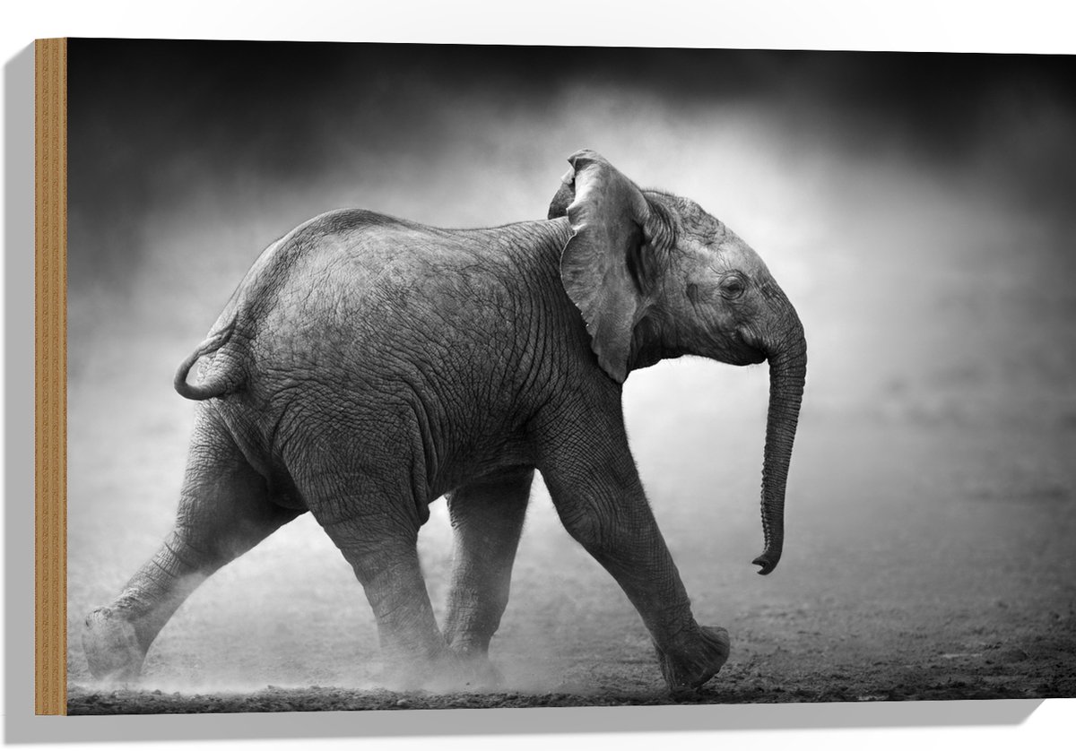 Hout - Zijaanzicht van Lopende Baby Olifant in het Zwart-wit - 60x40 cm - 9 mm dik - Foto op Hout (Met Ophangsysteem)