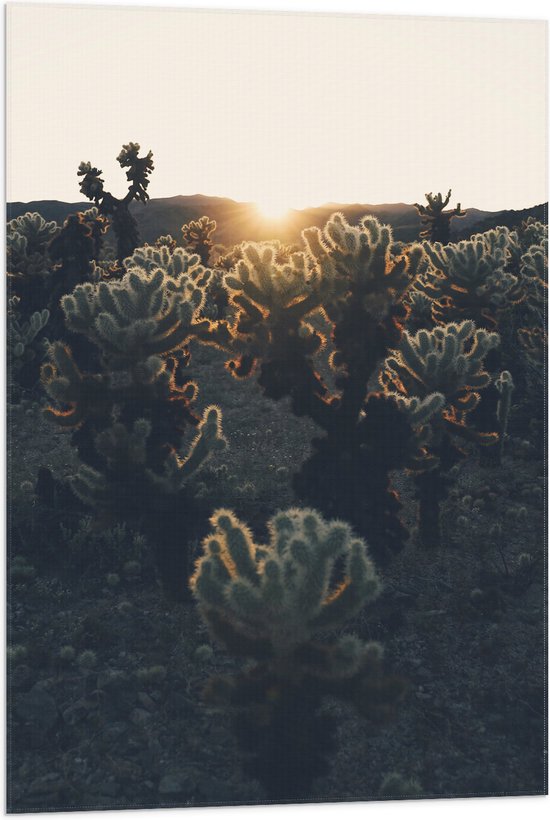 Vlag - Cactussen in Woestijn bij Zonsondergang - 60x90 cm Foto op Polyester Vlag