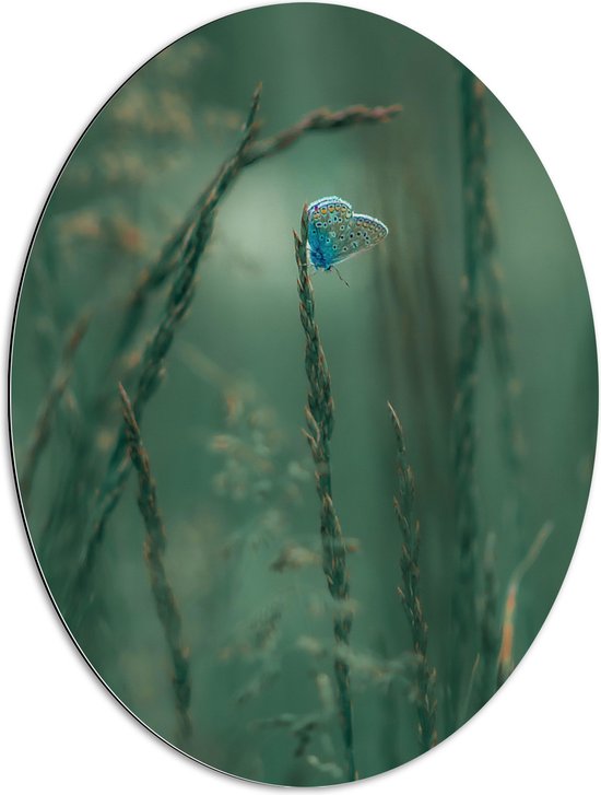 Dibond Ovaal - Blauwe Vlinder Zit op een Plant - 60x80 cm Foto op Ovaal (Met Ophangsysteem)