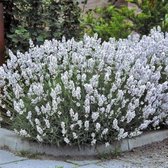 12x Lavendel (Lavandula angustifolia 'Edelweiss') - P9 pot (9x9)