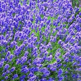 12x Lavendel (Lavandula angustifolia 'Dwarf Blue') - P9 pot (9x9)