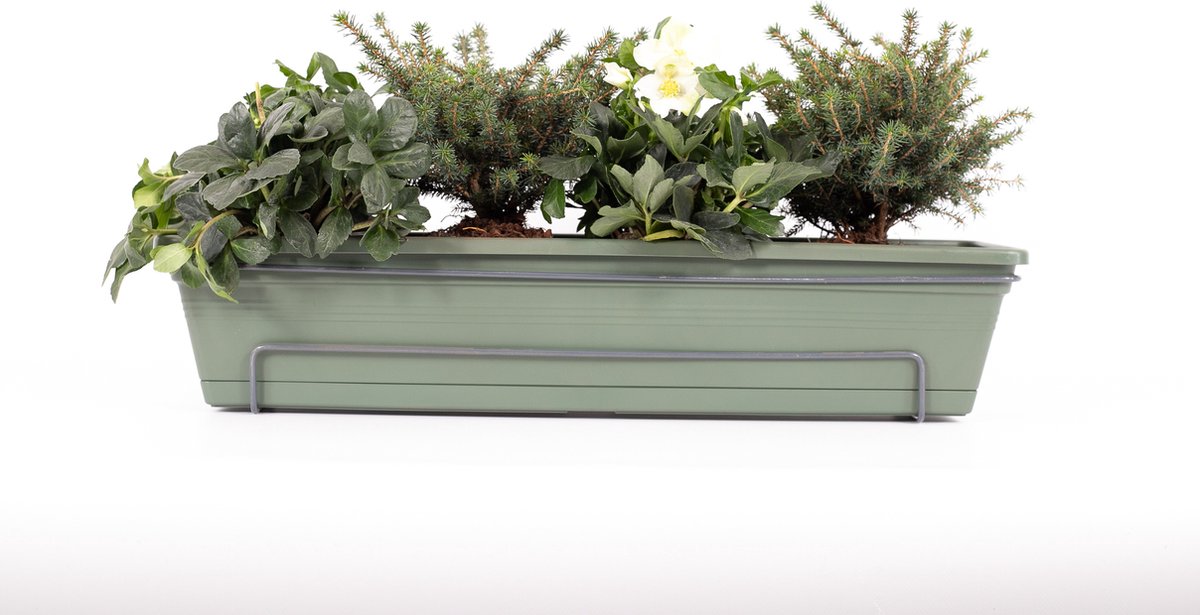 PerfectPlant - Balkonbak 70cm Groen - Helleborus / Picea omorika 'Karel' - Balkon - Tuinplant - Plant