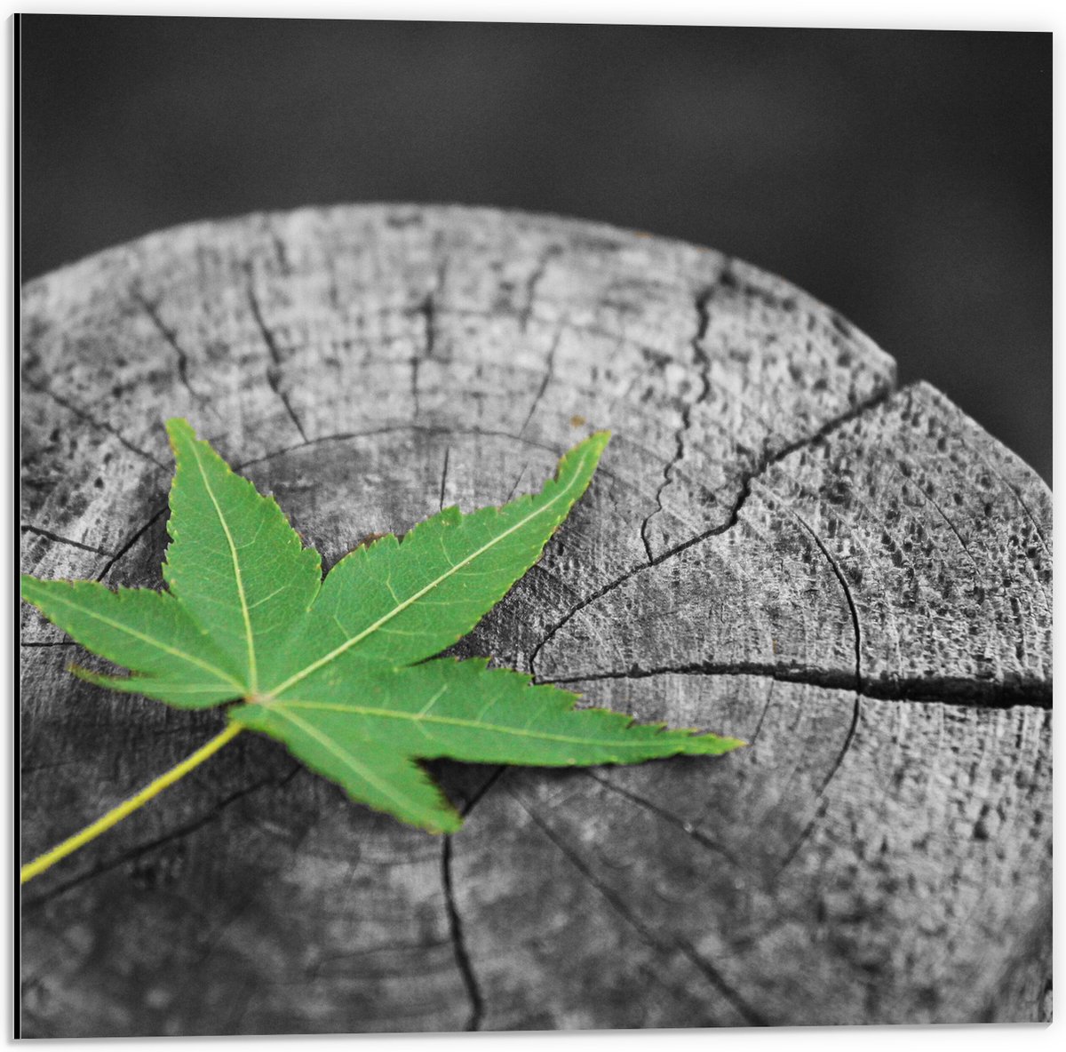 Dibond - Boomstam met een Groen Blad - 50x50 cm Foto op Aluminium (Wanddecoratie van metaa