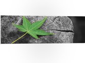 PVC Schuimplaat- Boomstam met een Groen Blad - 90x30 cm Foto op PVC Schuimplaat