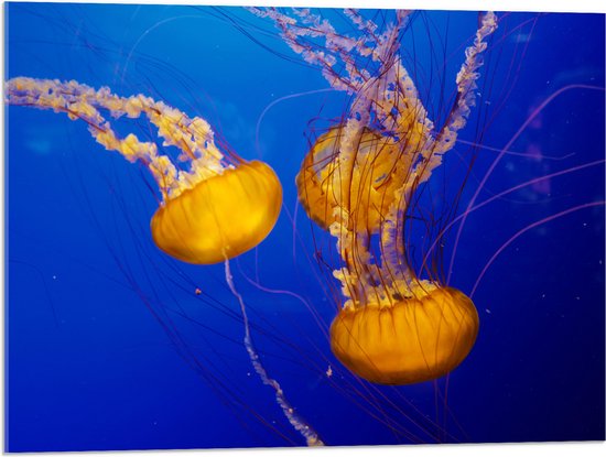 Acrylglas - Oranje Kwallen in Oceaan - 80x60 cm Foto op Acrylglas (Met Ophangsysteem)
