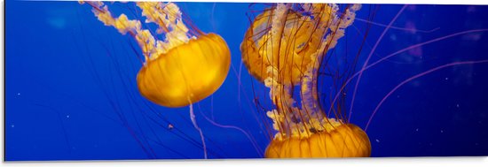 Dibond - Oranje Kwallen in Oceaan - 90x30 cm Foto op Aluminium (Met Ophangsysteem)