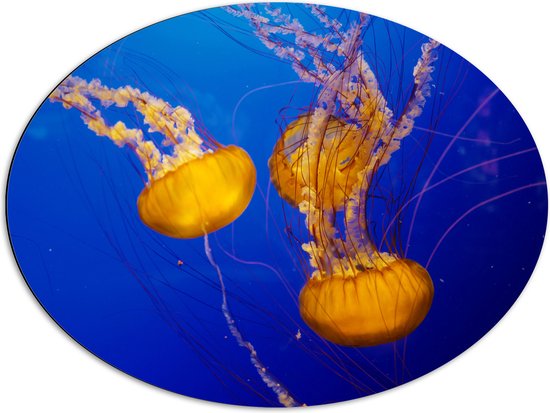 Dibond Ovaal - Oranje Kwallen in Oceaan - 80x60 cm Foto op Ovaal (Met Ophangsysteem)
