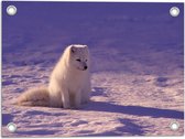 WallClassics - Tuinposter – Witte Vos in de Sneeuw met Paarse Gloed - Poolvos - 40x30 cm Foto op Tuinposter (wanddecoratie voor buiten en binnen)
