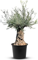 Tropictrees - Olijfboom - Bonsai - Winterhard - Stamomvang ⌀120-140 cm - Hoogte 260