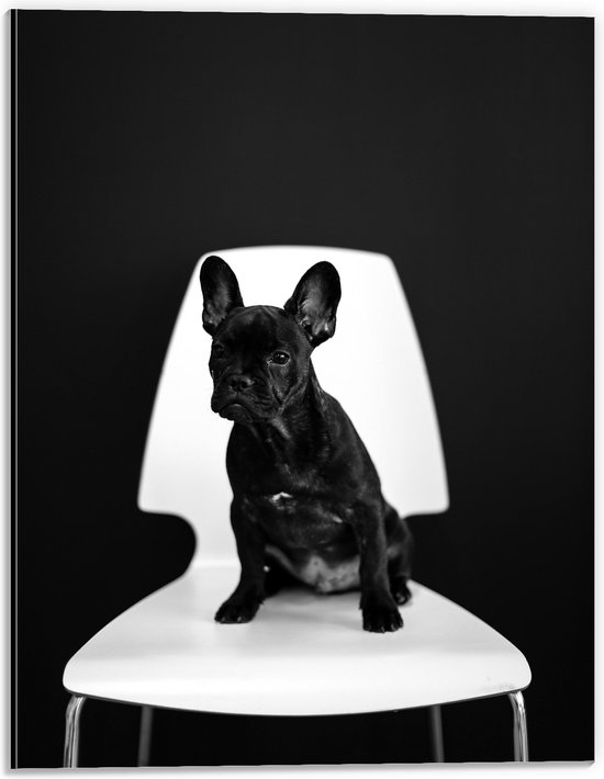 WallClassics - Dibond - Zwarte zittende Hond op Witte Stoel - 30x40 cm Foto op Aluminium (Met Ophangsysteem)