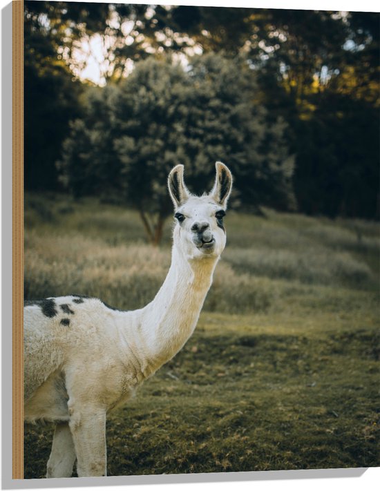 WallClassics - Hout - Witte Lama met Zwarte Vlekken in de Natuur - 60x80 cm - 9 mm dik - Foto op Hout (Met Ophangsysteem)