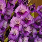 Gladiool Purple Flora® | 10 stuks | Knol | Snijbloem | winterhard | Paars | Top kwaliteit Gladiolen knollen | Zwaardlelie
