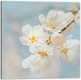 WallClassics - Dibond - Witte Sakura Bloem - 50x50 cm Foto op Aluminium (Met Ophangsysteem)