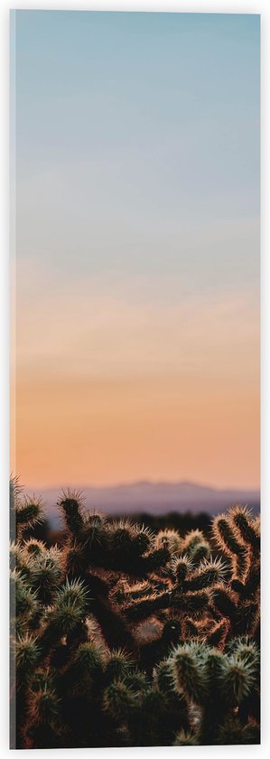 WallClassics - Acrylglas - Cylindropuntia Fulgida Plantjes voor Berglandschap met Oranje Lucht - 20x60 cm Foto op Acrylglas (Wanddecoratie op Acrylaat)