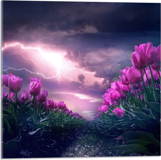 WallClassics - Verre Acrylique - Tonnerre et éclairs sur un champ de tulipes violettes - 50x50 cm Photo sur verre acrylique (Décoration murale sur acrylique)