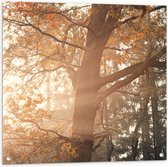 WallClassics - Tuinposter – Zon Schijnend door de Bossen - 80x80 cm Foto op Tuinposter (wanddecoratie voor buiten en binnen)