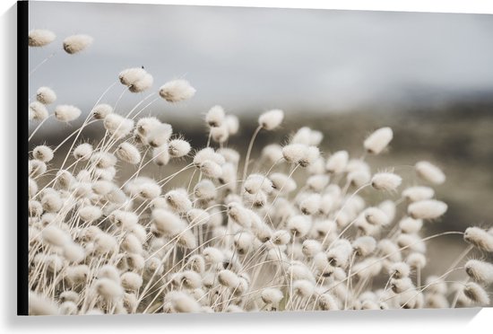 WallClassics - Canvas - Witte Hazenstaart Planten - 90x60 cm Foto op Canvas Schilderij (Wanddecoratie op Canvas)