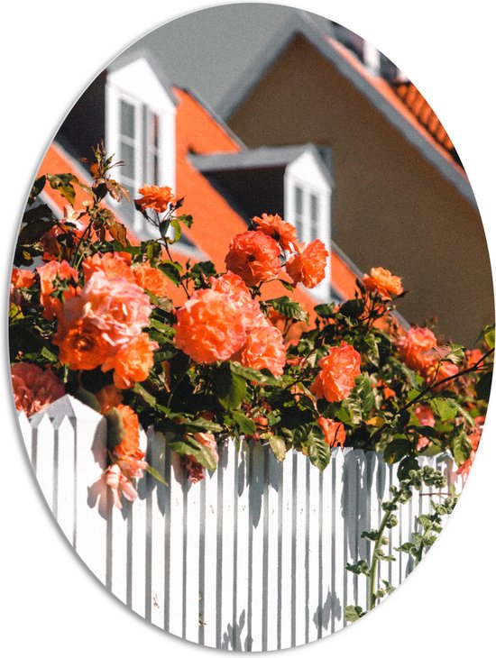 WallClassics - PVC Schuimplaat Ovaal - Witte Schutting met Roze Tuinrozen - 81x108 cm Foto op Ovaal (Met Ophangsysteem)