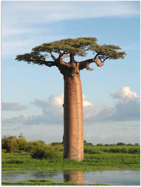 Poster Glanzend – Dikstammige Baobab Boom - 30x40 cm Foto op Posterpapier met Glanzende Afwerking